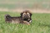 DOGUE DU TIBET 260